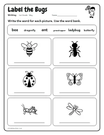 Label the Bugs worksheet