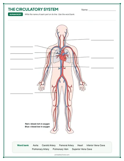 Blank Circulatory System: free printable