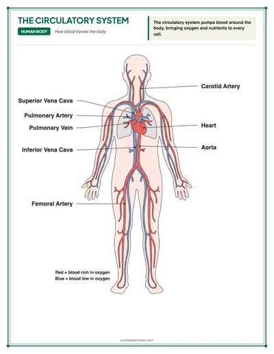 Circulatory System Diagram: free printable