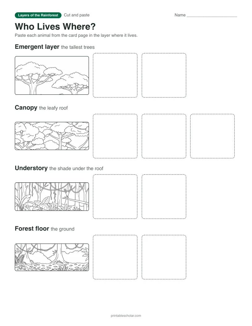 Rainforest Layers worksheet preview