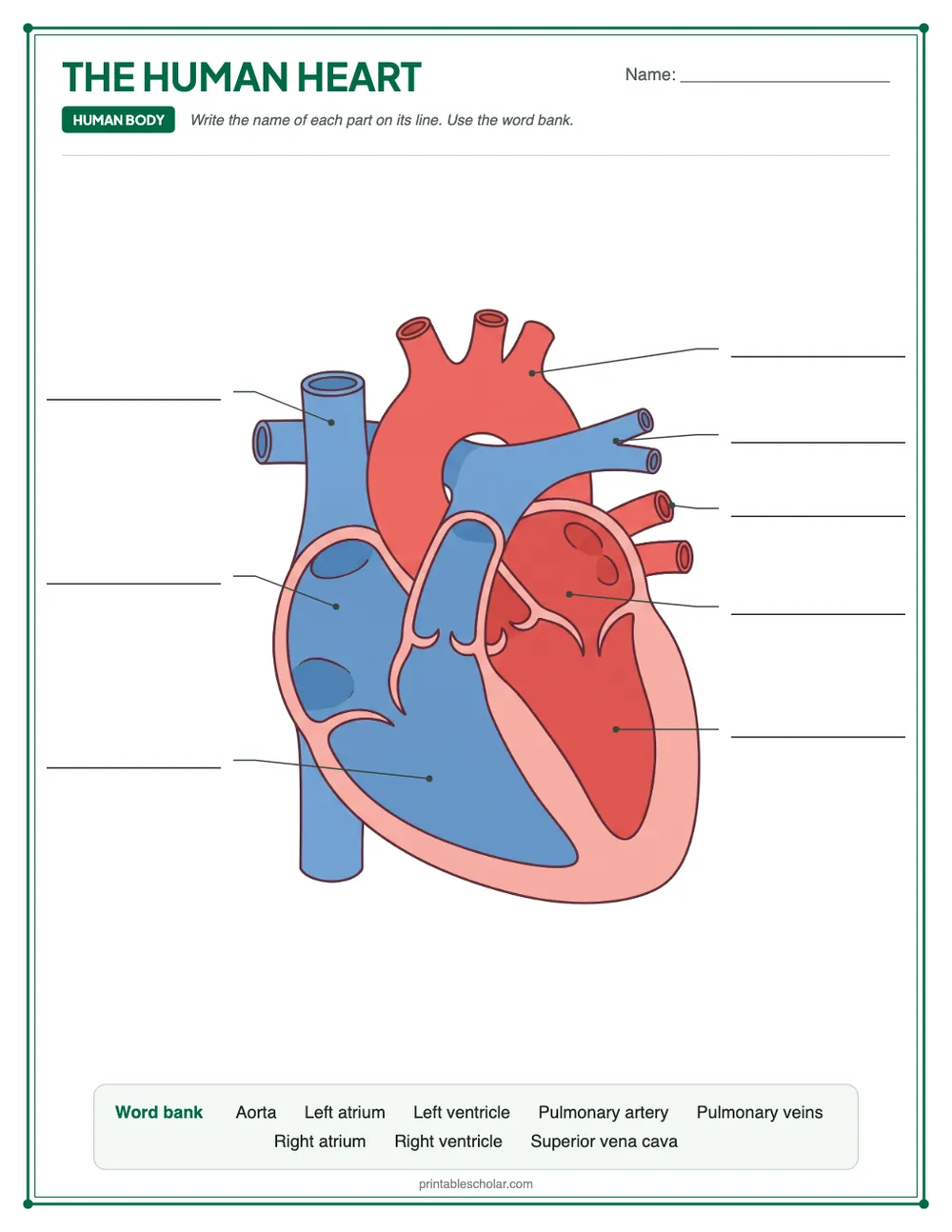 Blank human heart diagram to label, with a word bank