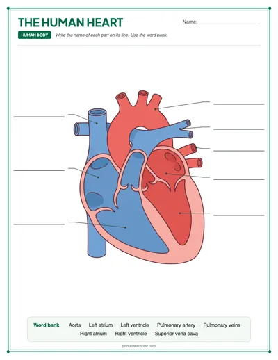 Blank Heart: free printable