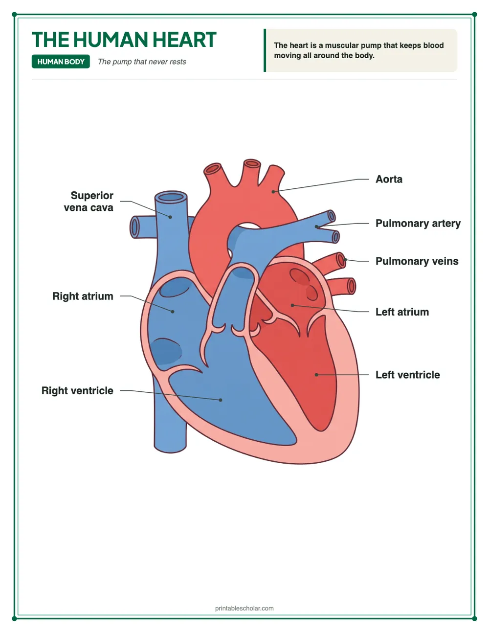 Labeled human heart diagram showing four chambers, aorta, pulmonary artery, valves, and vena cava