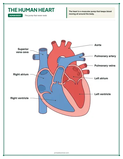 Heart Diagram: free printable