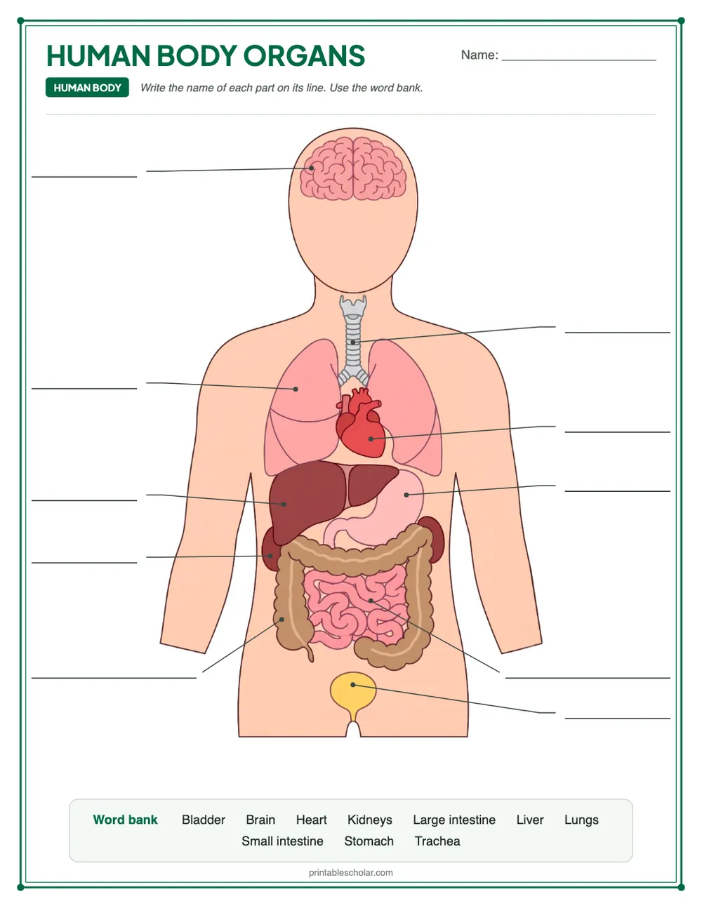 Blank human body organs diagram to label, with a word bank