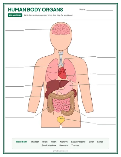 Blank Human Body Organs: free printable