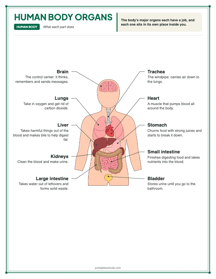 Human Body Organs diagram labeled with the function of each part