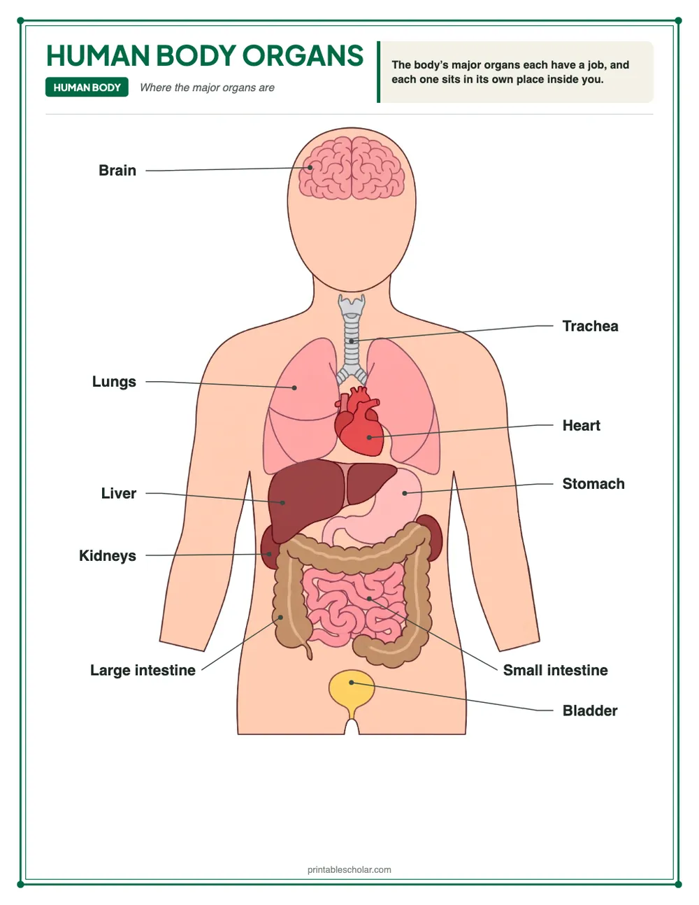 Labeled human body organs diagram: a front view of a body from head to hips showing the brain, trachea, lungs, heart, liver, stomach, small intestine, large intestine, kidneys and bladder in their places