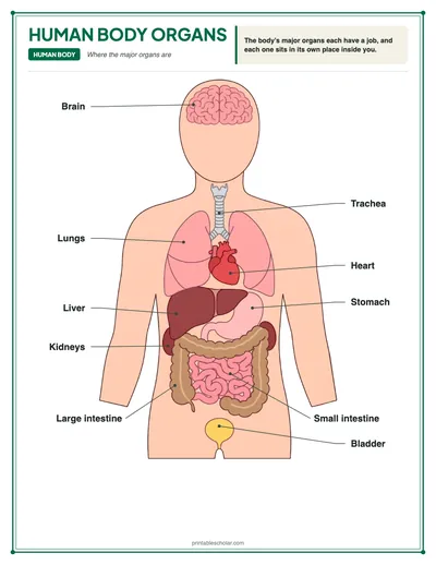 Human Body Organs Diagram: free printable