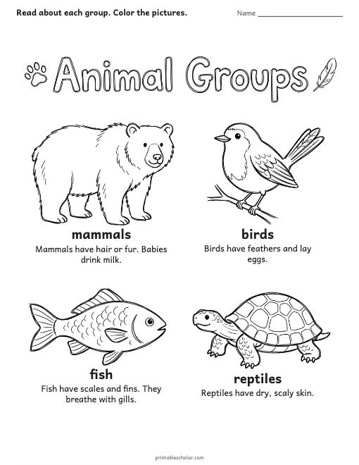 Animal Groups worksheet preview