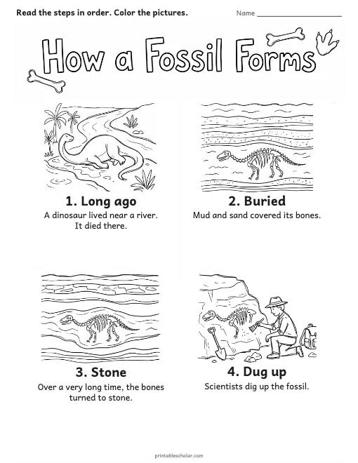 How a Fossil Forms worksheet preview