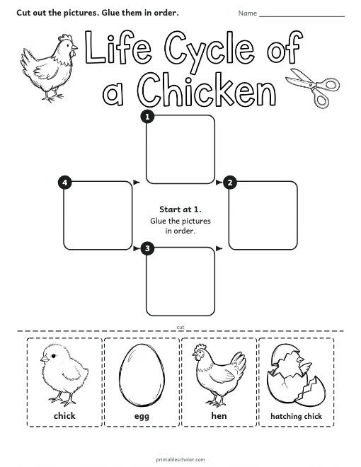 Life Cycle Cut and Paste worksheet preview