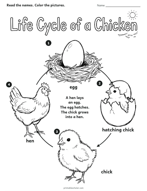 Life Cycle of a Chicken worksheet preview