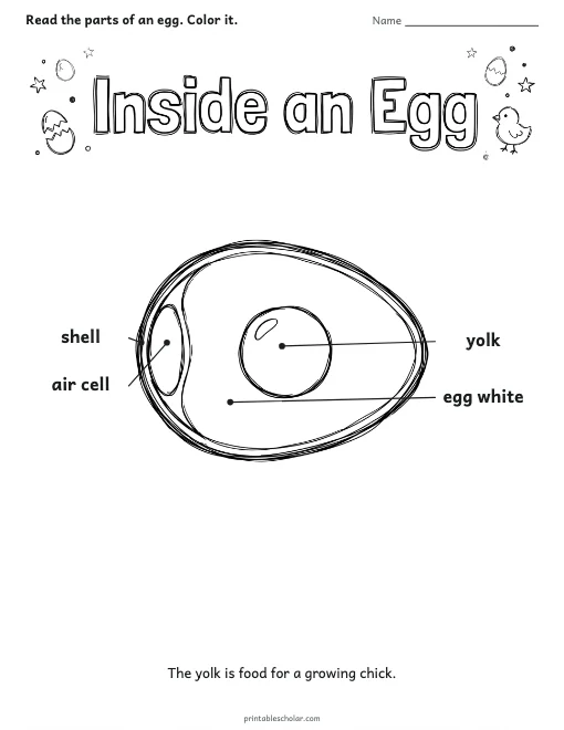 Inside an Egg worksheet preview