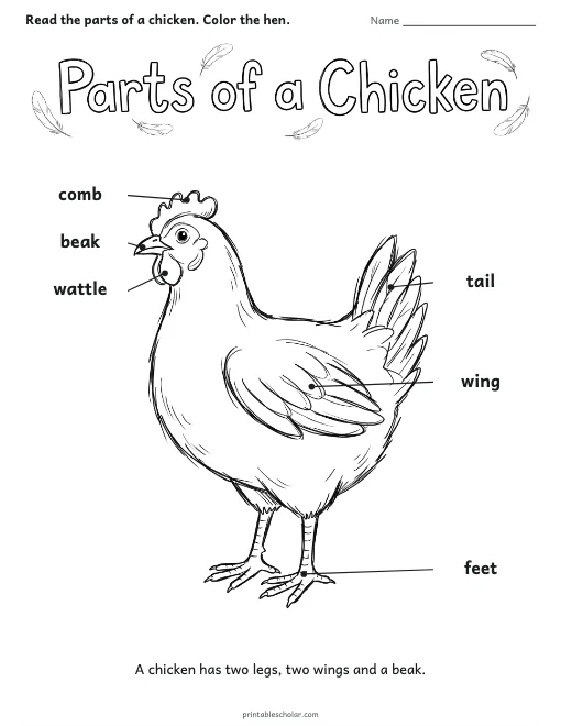 Parts of a Chicken worksheet preview