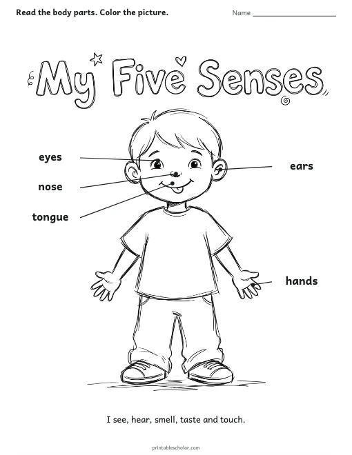 My Five Senses worksheet preview