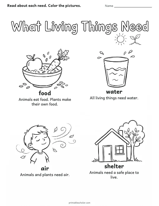 What Living Things Need worksheet preview