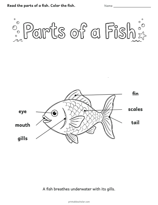 Parts of a Fish worksheet preview