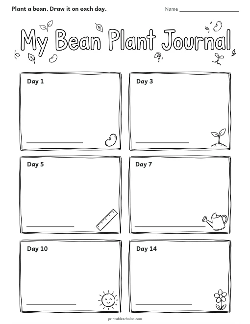My Bean Plant Journal worksheet preview
