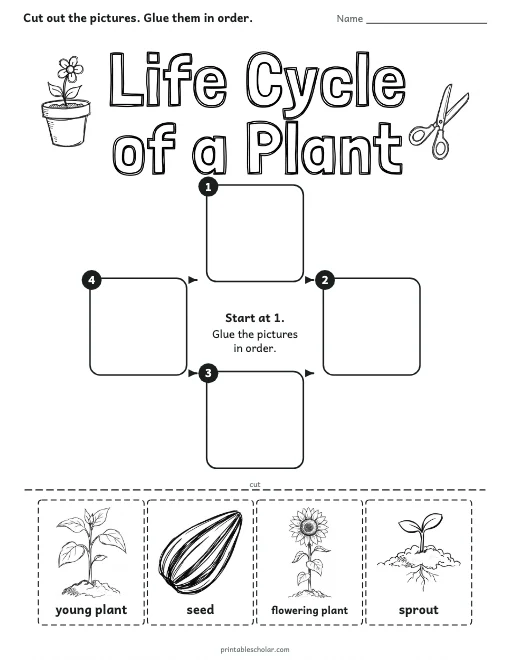 Plant Life Cycle Cut and Paste worksheet preview