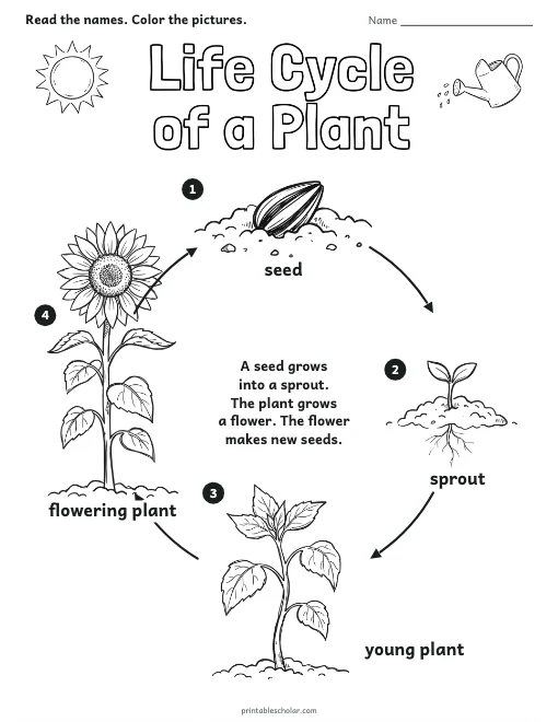 Life Cycle of a Plant worksheet preview