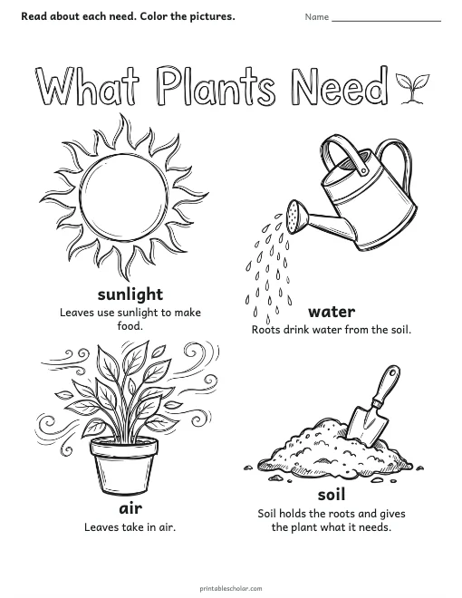 What Plants Need worksheet preview