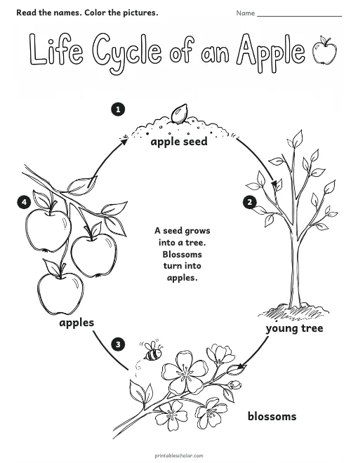 Life Cycle of an Apple worksheet preview