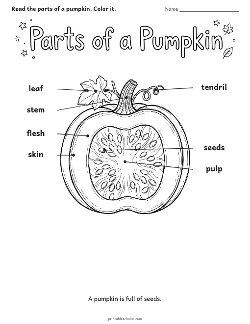 Parts of a Pumpkin worksheet preview