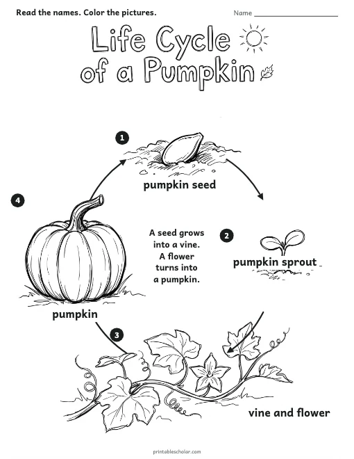 Life Cycle of a Pumpkin worksheet preview