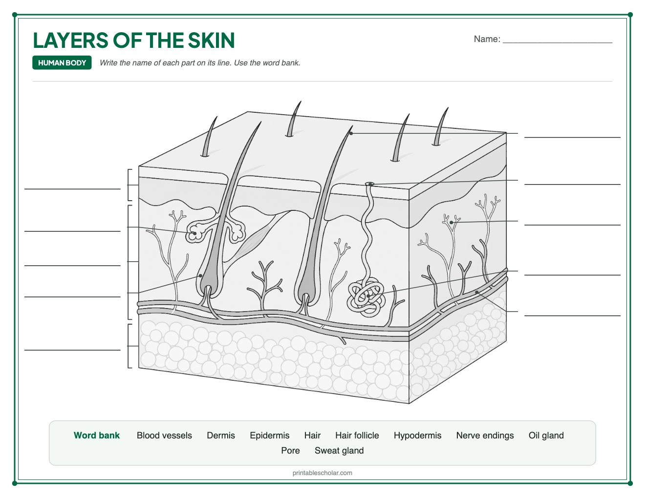 Blank layers of the skin diagram to label, with a word bank