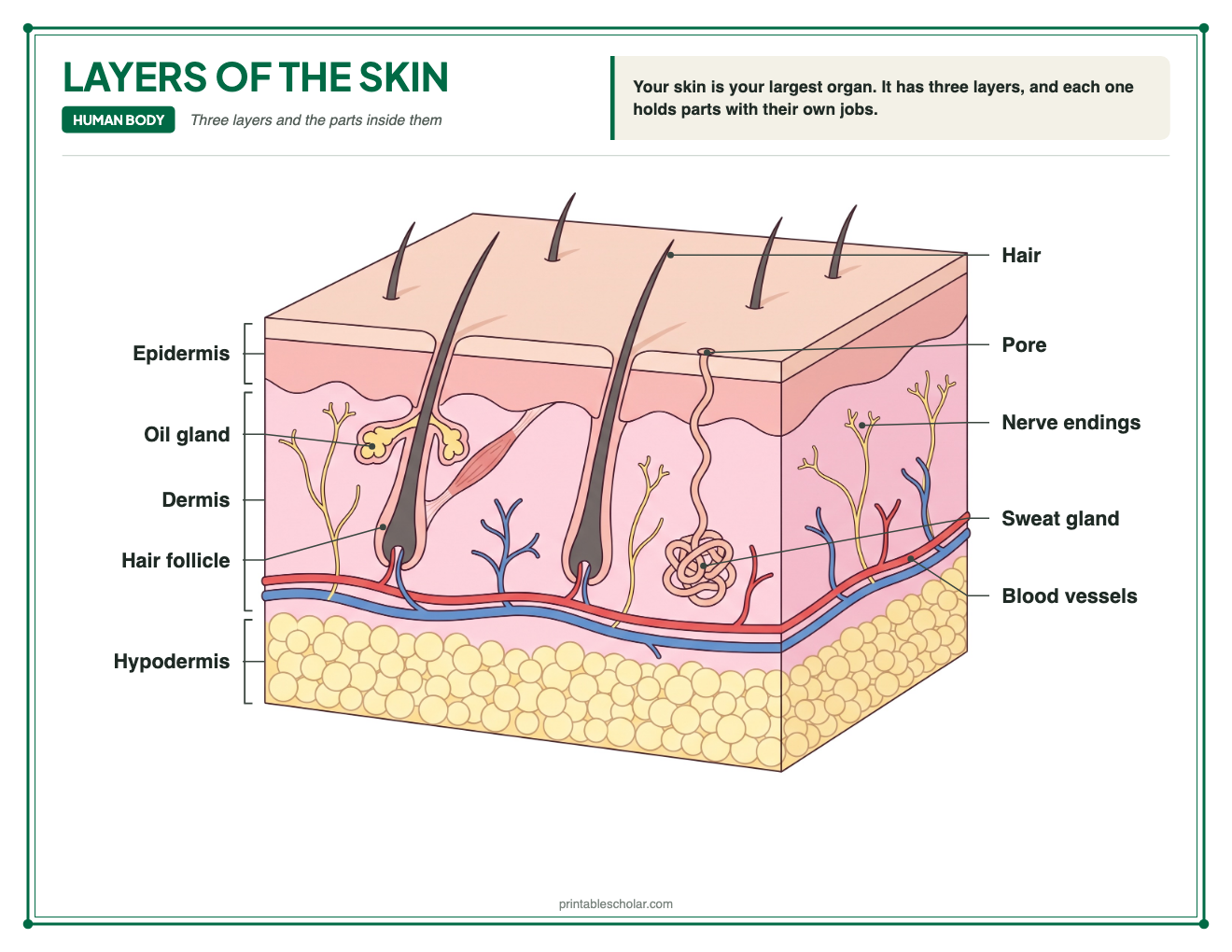 Labeled diagram of the layers of the skin: epidermis, dermis and hypodermis, with a hair, hair follicle, oil gland, sweat gland, pore, blood vessels and nerve endings