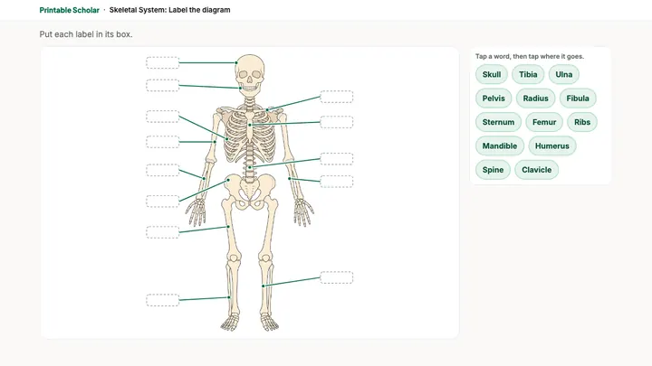 The Skeletal System lesson on screen: a diagram with empty boxes and a word bank