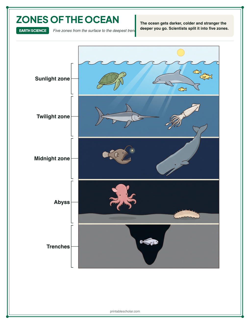 Labeled diagram of the five ocean zones: sunlight zone, twilight zone, midnight zone, abyss and trenches, with animals that live in each zone