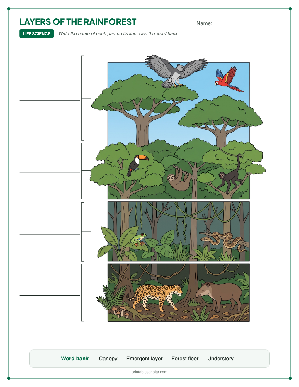 Blank rainforest layers diagram to label, with a word bank