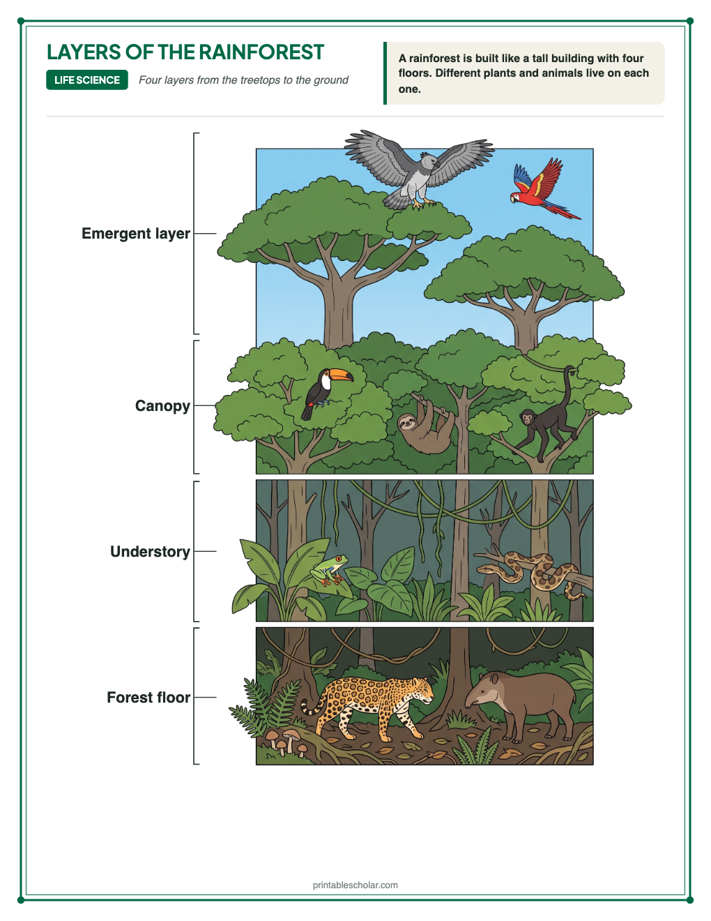Labeled diagram of the four layers of the rainforest: emergent layer, canopy, understory and forest floor, with animals that live in each layer