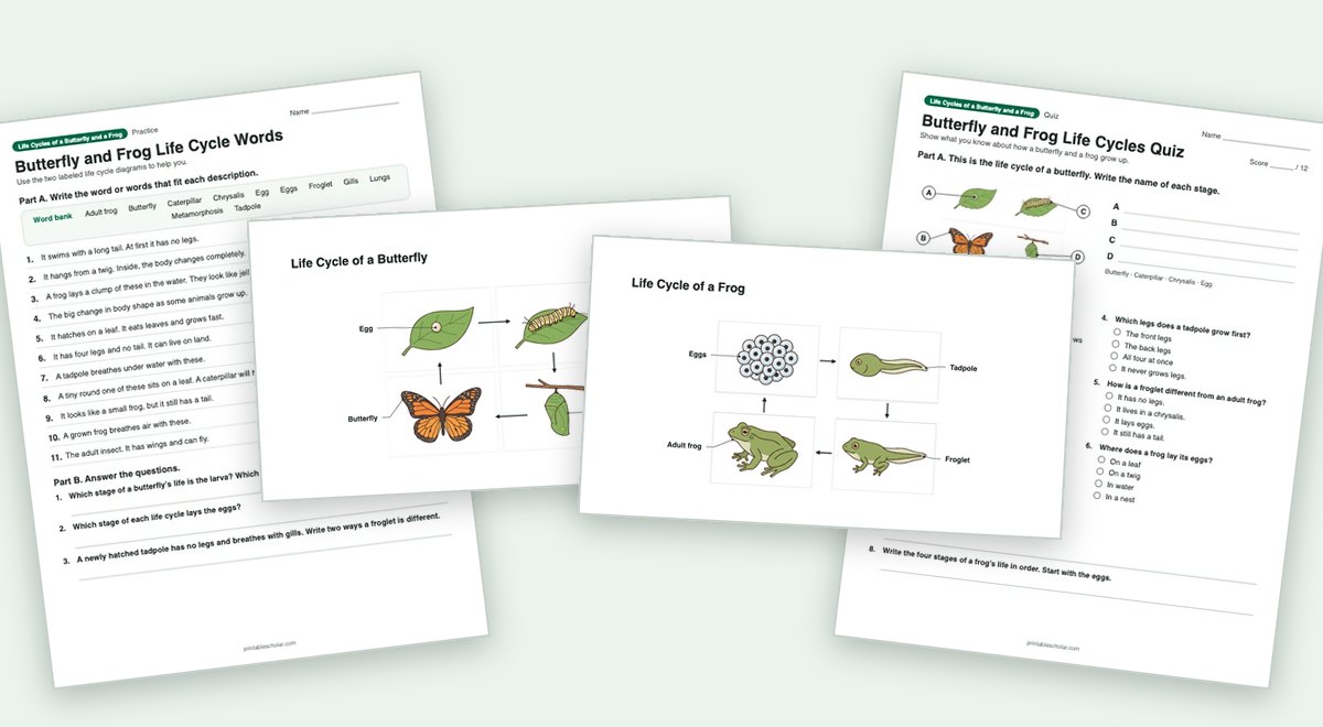 Life Cycles of a Butterfly and a Frog teaching pack: the labeled diagram with a worksheet and the quiz