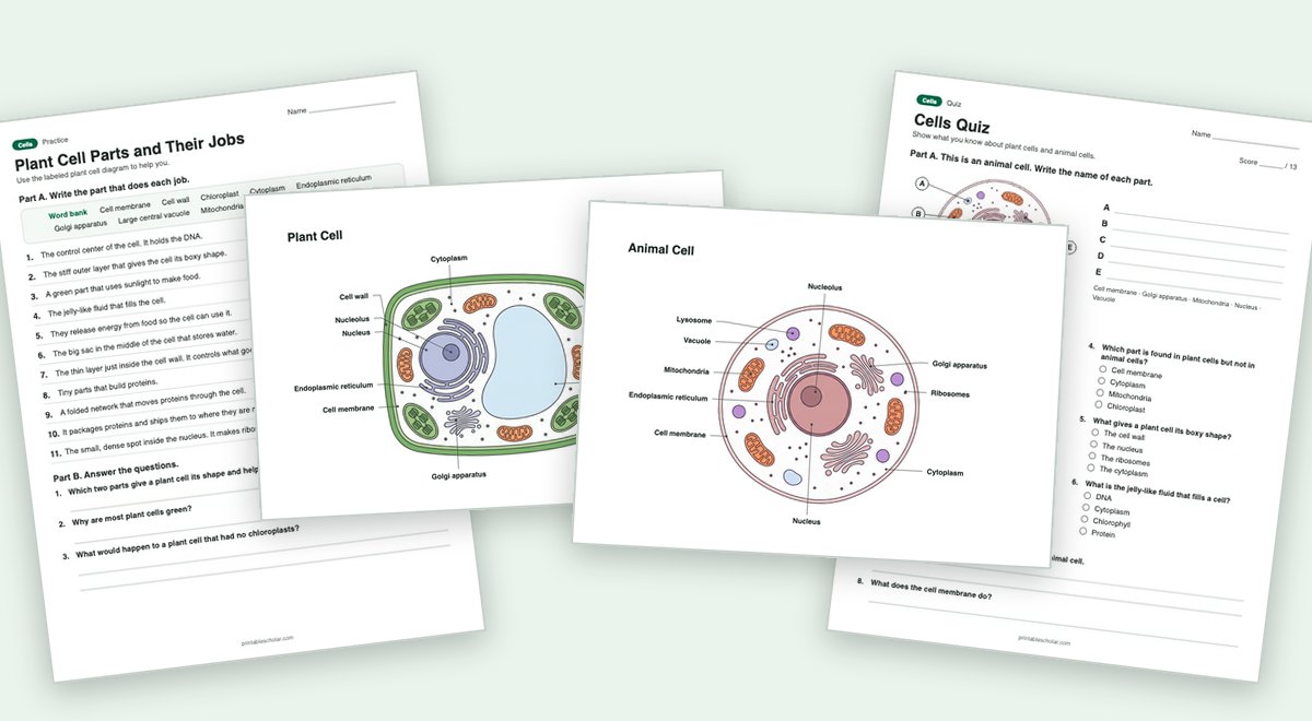 Cells teaching pack: the labeled diagram with a worksheet and the quiz