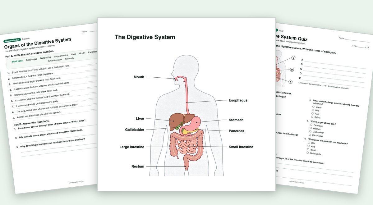 Digestive System teaching pack: the labeled diagram with a worksheet and the quiz