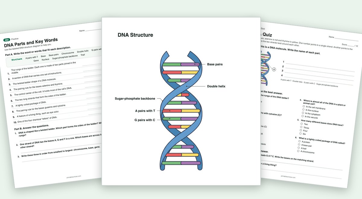 DNA teaching pack: the labeled diagram with a worksheet and the quiz