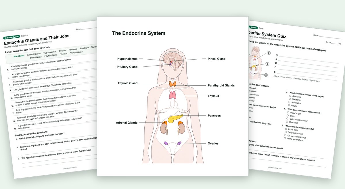 Endocrine System teaching pack: the labeled diagram with a worksheet and the quiz