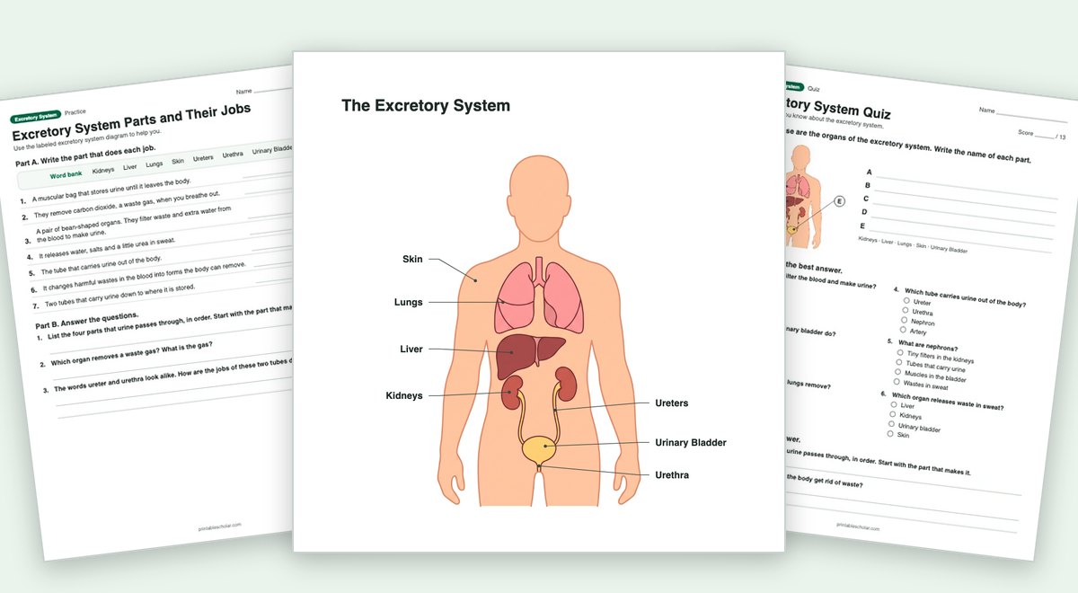 Excretory System teaching pack: the labeled diagram with a worksheet and the quiz