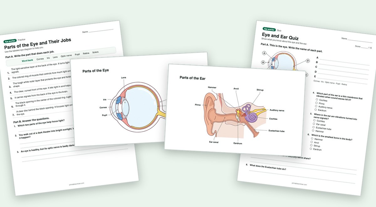 Eye and Ear teaching pack: the labeled diagram with a worksheet and the quiz