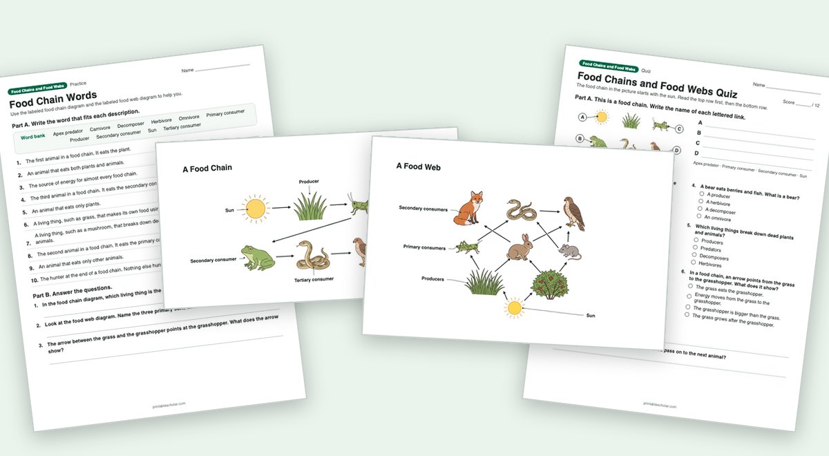 Food Chains and Food Webs teaching pack: the labeled diagram with a worksheet and the quiz