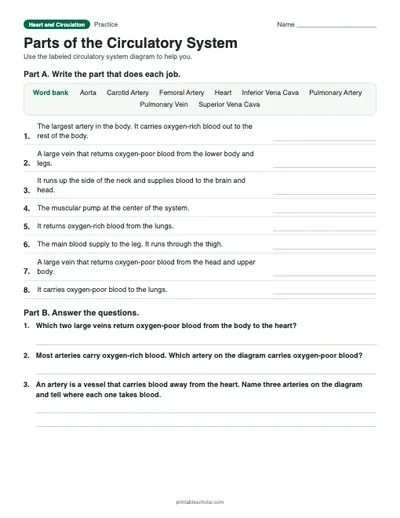 Parts of the Circulatory System: printable worksheet with answer key
