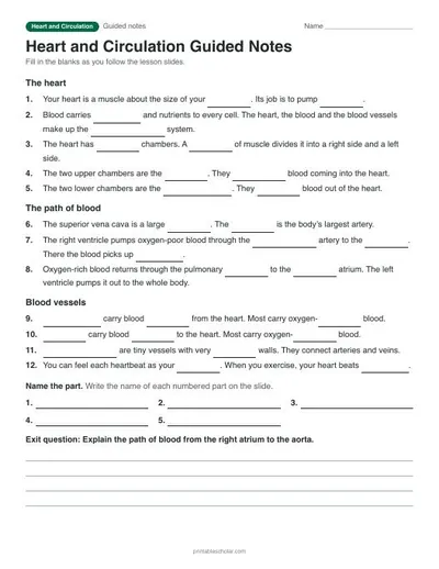 Heart and Circulation guided notes: printable with answer key