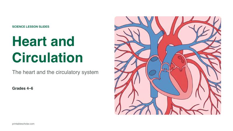 Heart and Circulation lesson slide