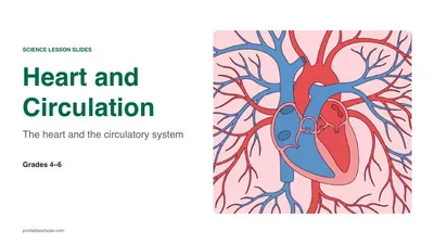 Heart and Circulation lesson slides (PowerPoint)