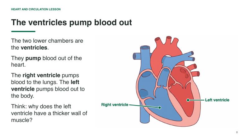 Heart and Circulation lesson slide