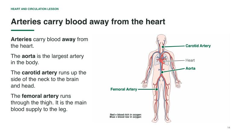 Heart and Circulation lesson slide