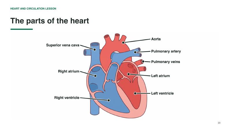 Heart and Circulation lesson slide